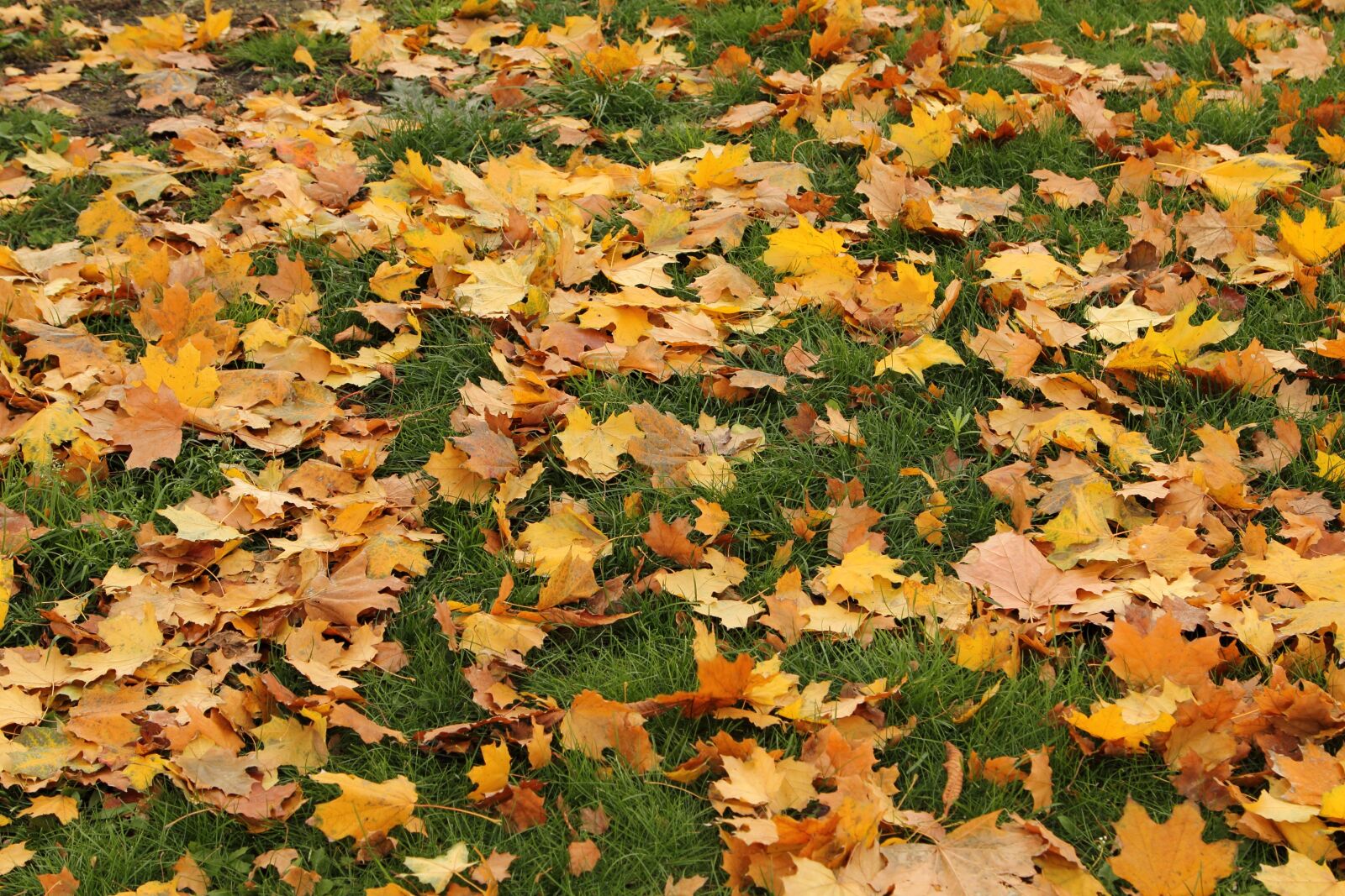 Canon EOS 60D + Canon EF 24-105mm F4L IS USM sample photo. Leaves, autumn, in the photography