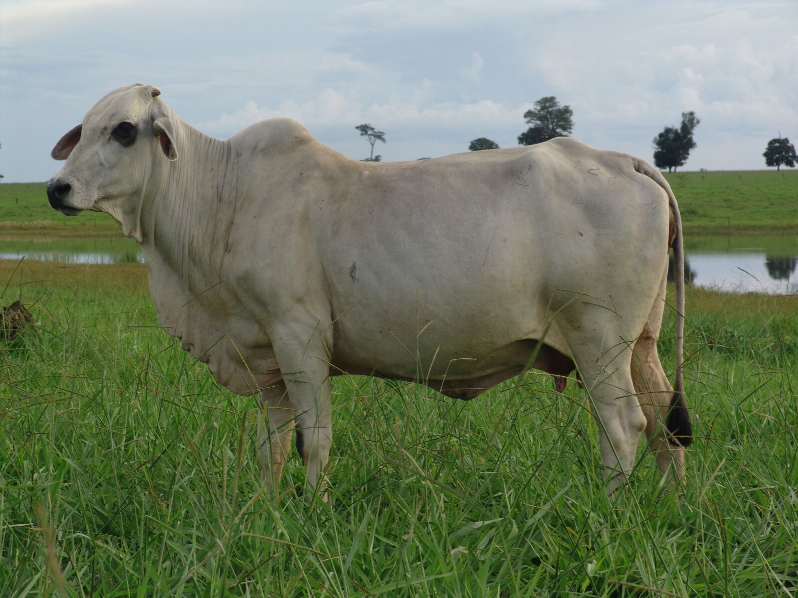 Sony DSC-F828 sample photo. Cow, array, cattle photography