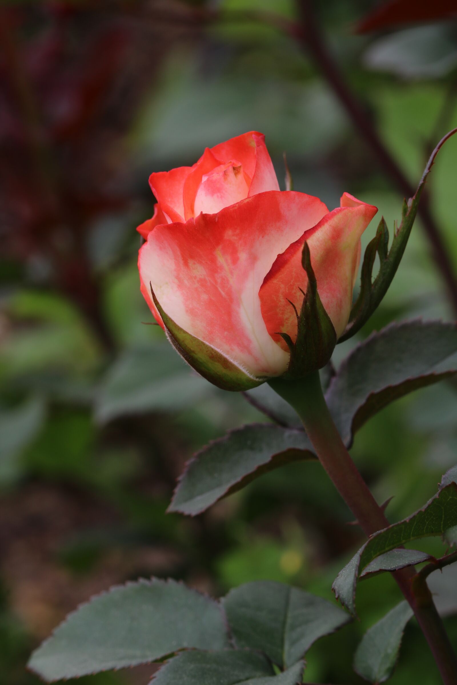 Canon EOS 750D (EOS Rebel T6i / EOS Kiss X8i) sample photo. Rose, rose festival, park photography