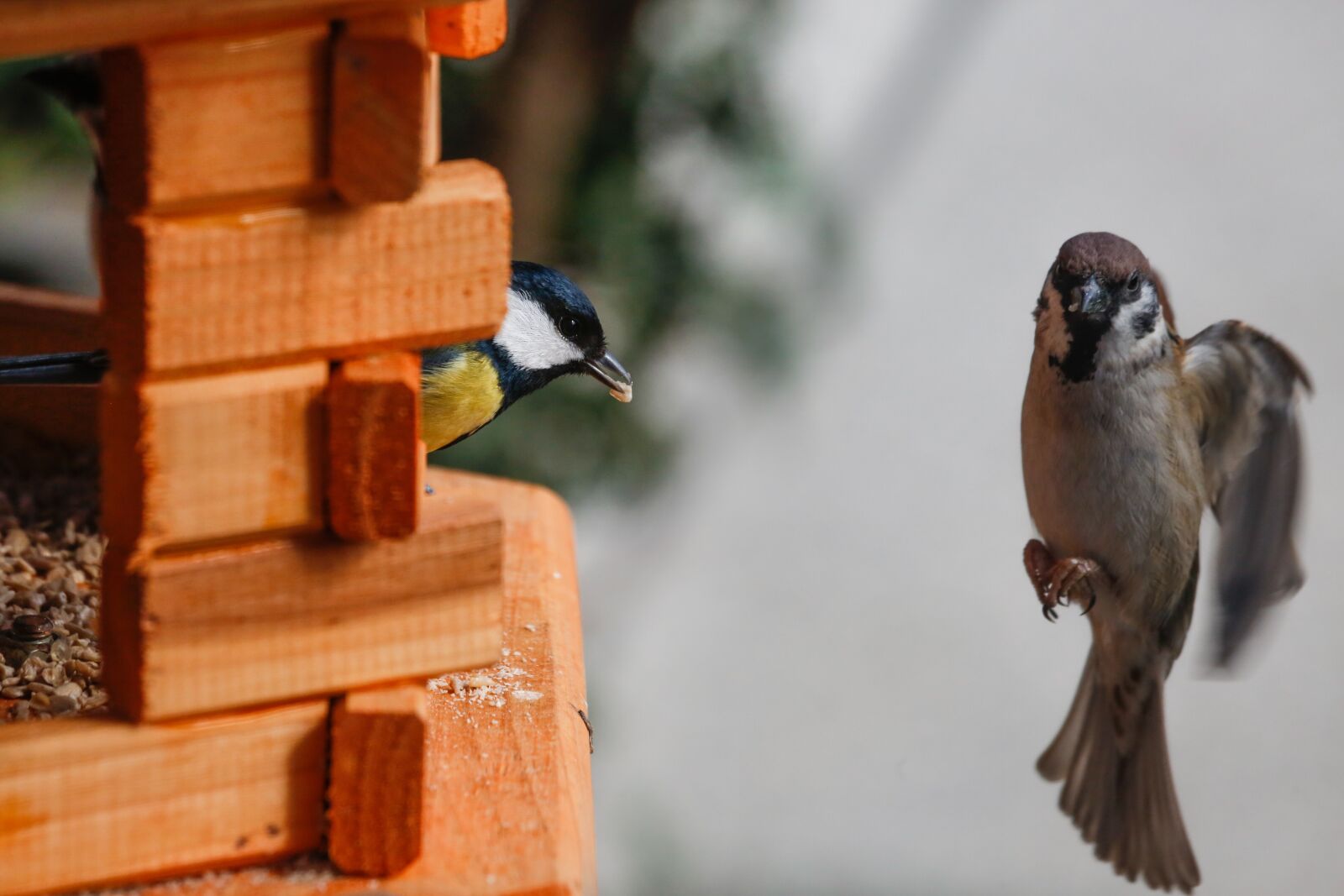 Canon EF 100-400mm F4.5-5.6L IS USM sample photo. Bird, tit, foraging photography