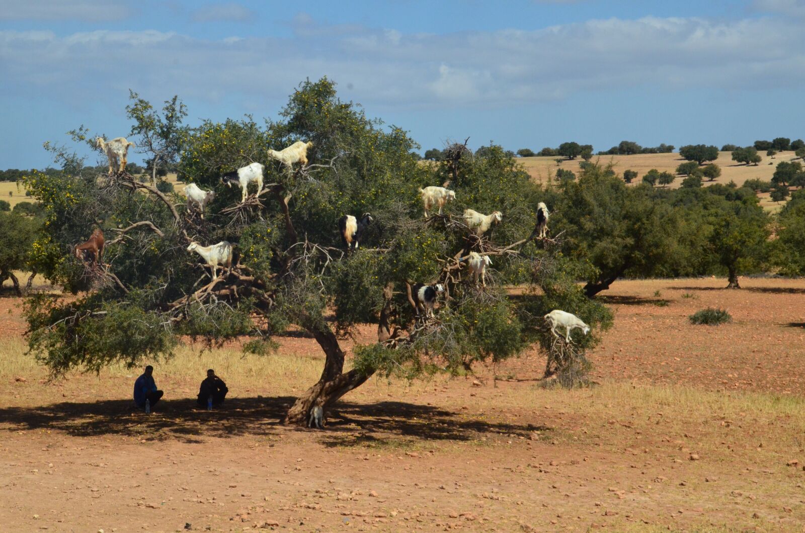 Nikon D7000 sample photo. Goats, tree, shepherds photography