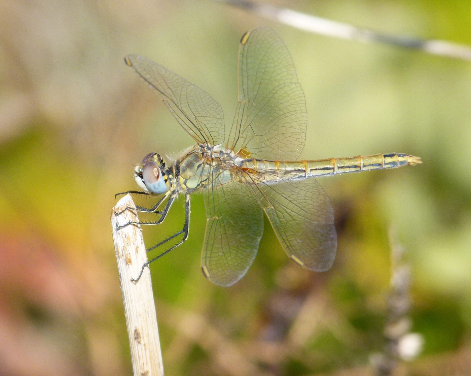 Leica V-Lux 2 sample photo. Dragonfly, branch, yellow dragonfly photography