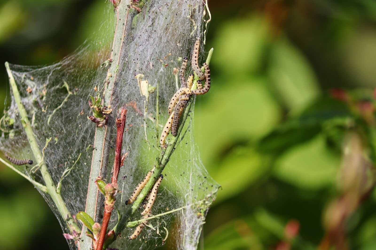 Canon EOS 200D (EOS Rebel SL2 / EOS Kiss X9) sample photo. Track, spun yarn, yponomeutidae photography