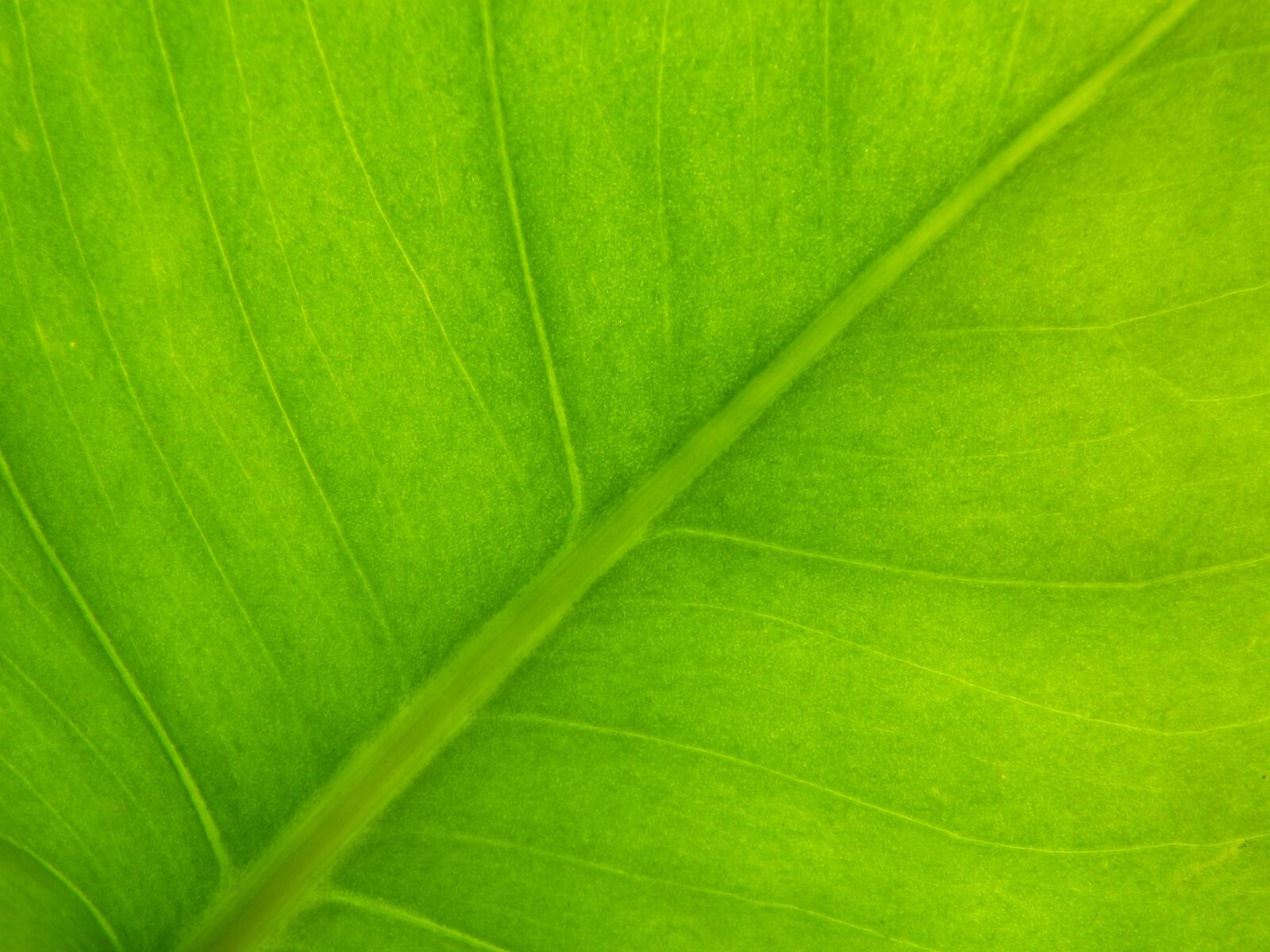 Panasonic DMC-FZ62 sample photo. Background, texture, vegetable photography