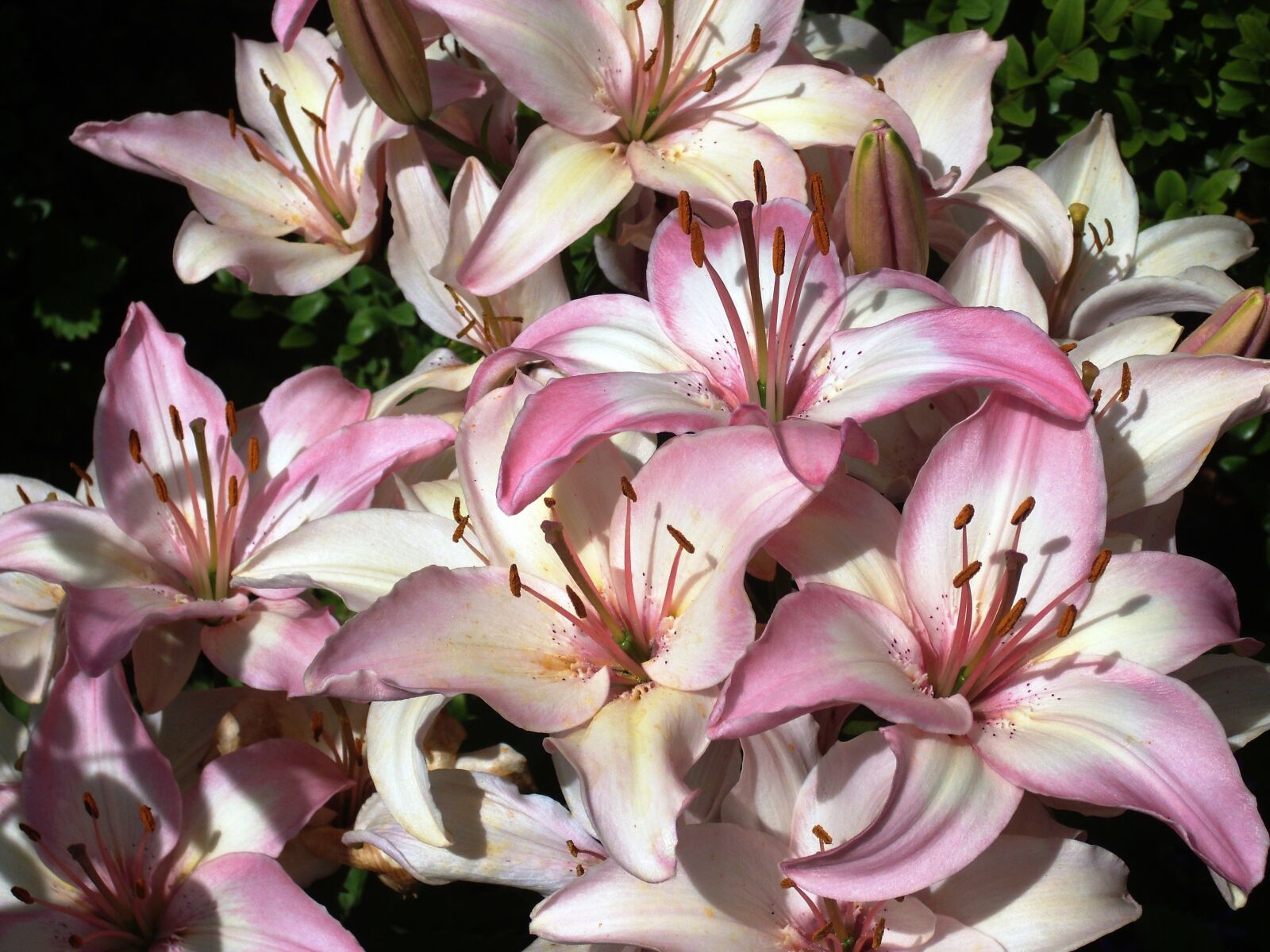 MEDION MD85863 sample photo. Flowers, purple, plant photography