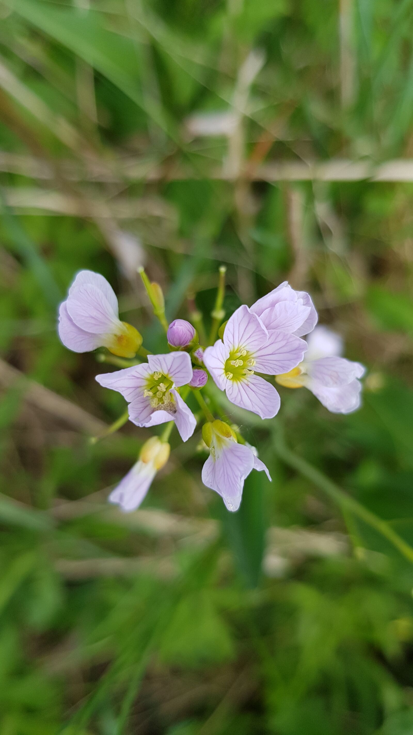 Samsung Galaxy S8 sample photo. Flowers, meadow, light purple photography