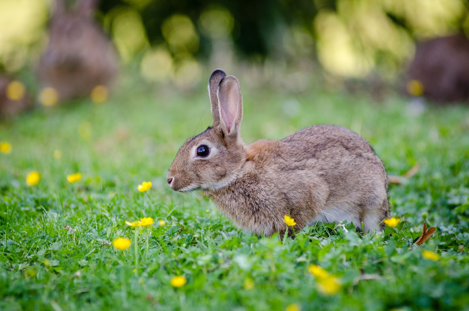 Nikon D7000 sample photo. Animal, bunny, cute photography