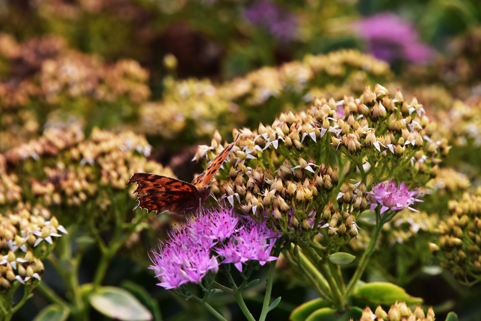 Nikon D810 sample photo. Butterfly, flowers, spring photography