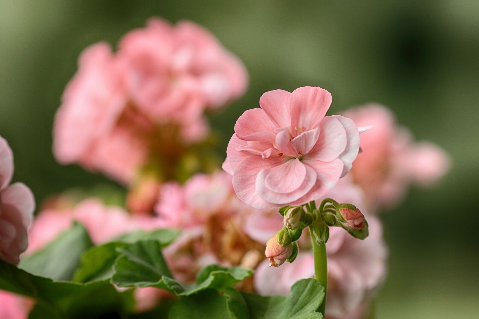 Canon EOS 7D Mark II sample photo. Blossom, flower, bloom photography