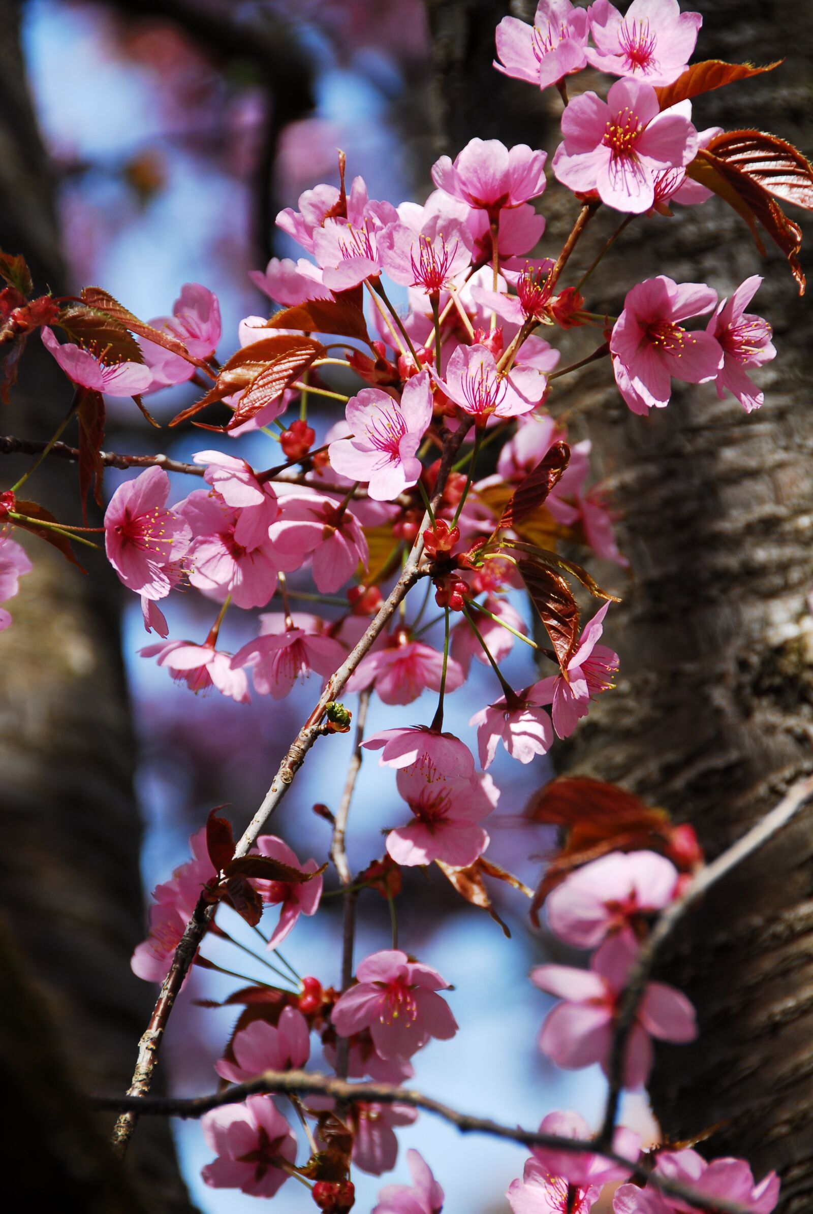 Nikon D200 sample photo. Tree, flower, branch photography