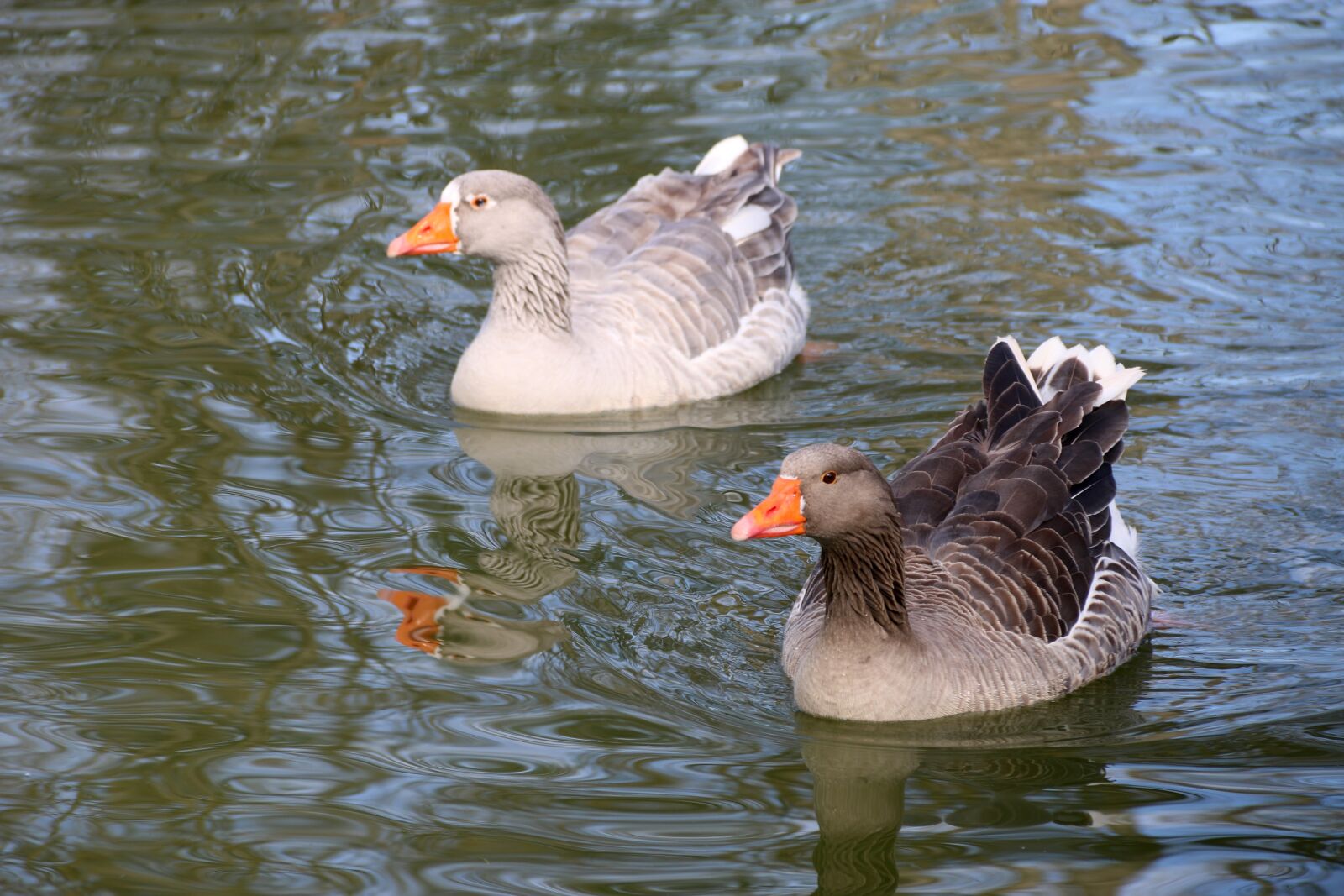 Canon EF-S 18-135mm F3.5-5.6 IS sample photo. Duck, bird, animal photography