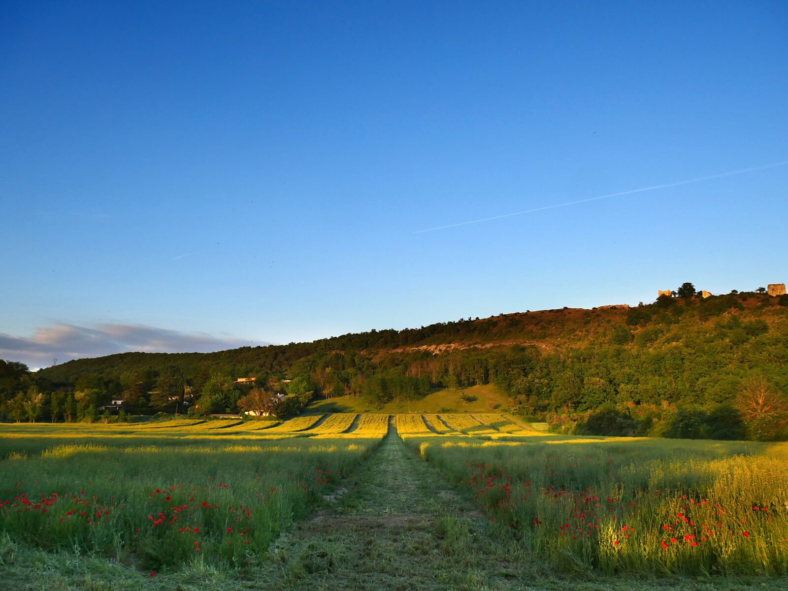 Panasonic Lumix DMC-GX8 sample photo. Biodiversity, field, agriculture photography