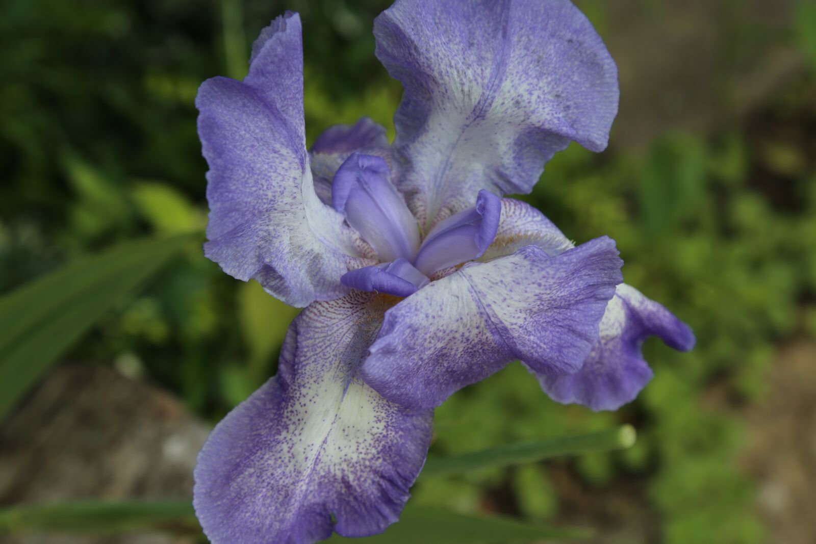 Canon EOS 6D + Canon EF 24-105mm F4L IS USM sample photo. Iris, blossom, bloom photography