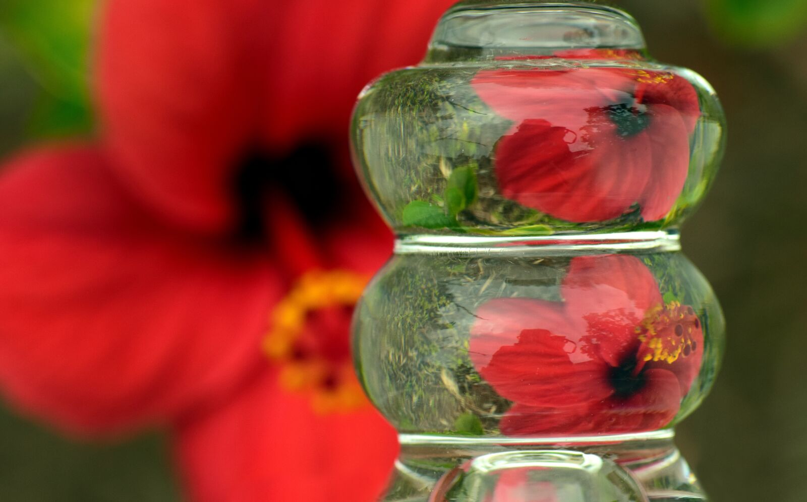 Nikon D3300 sample photo. Hibiscus, blossom, bloom photography