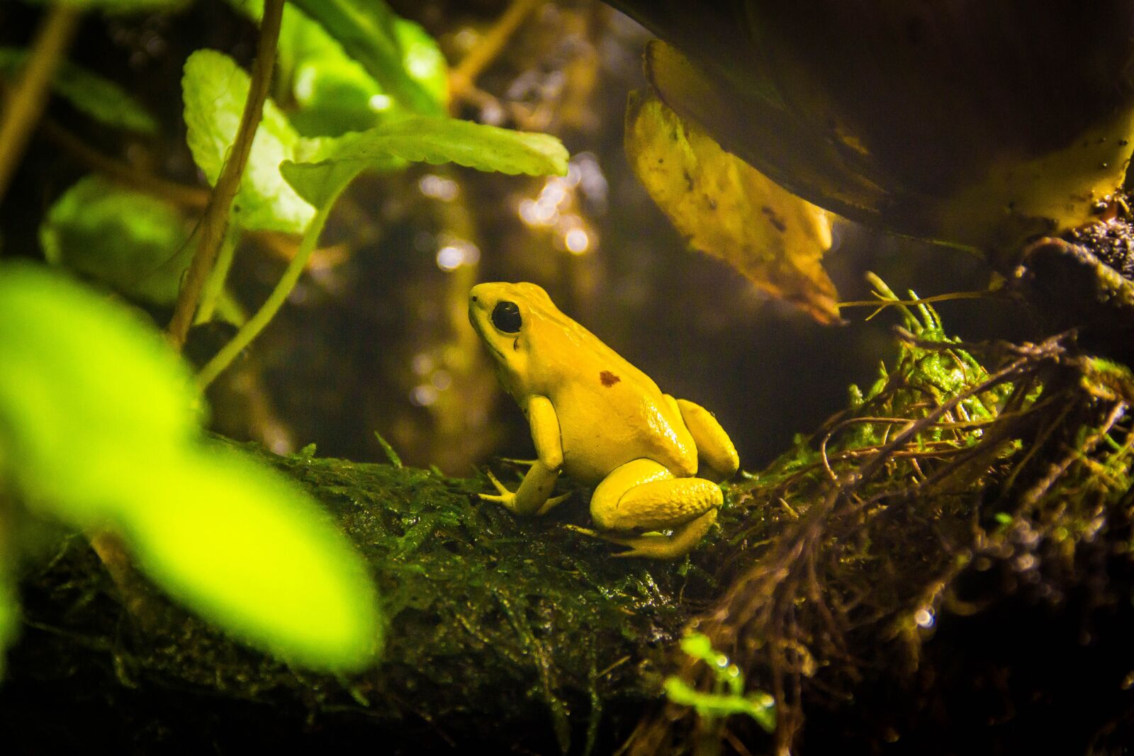 Canon EOS 60D sample photo. Frogs, animal, amphibian photography