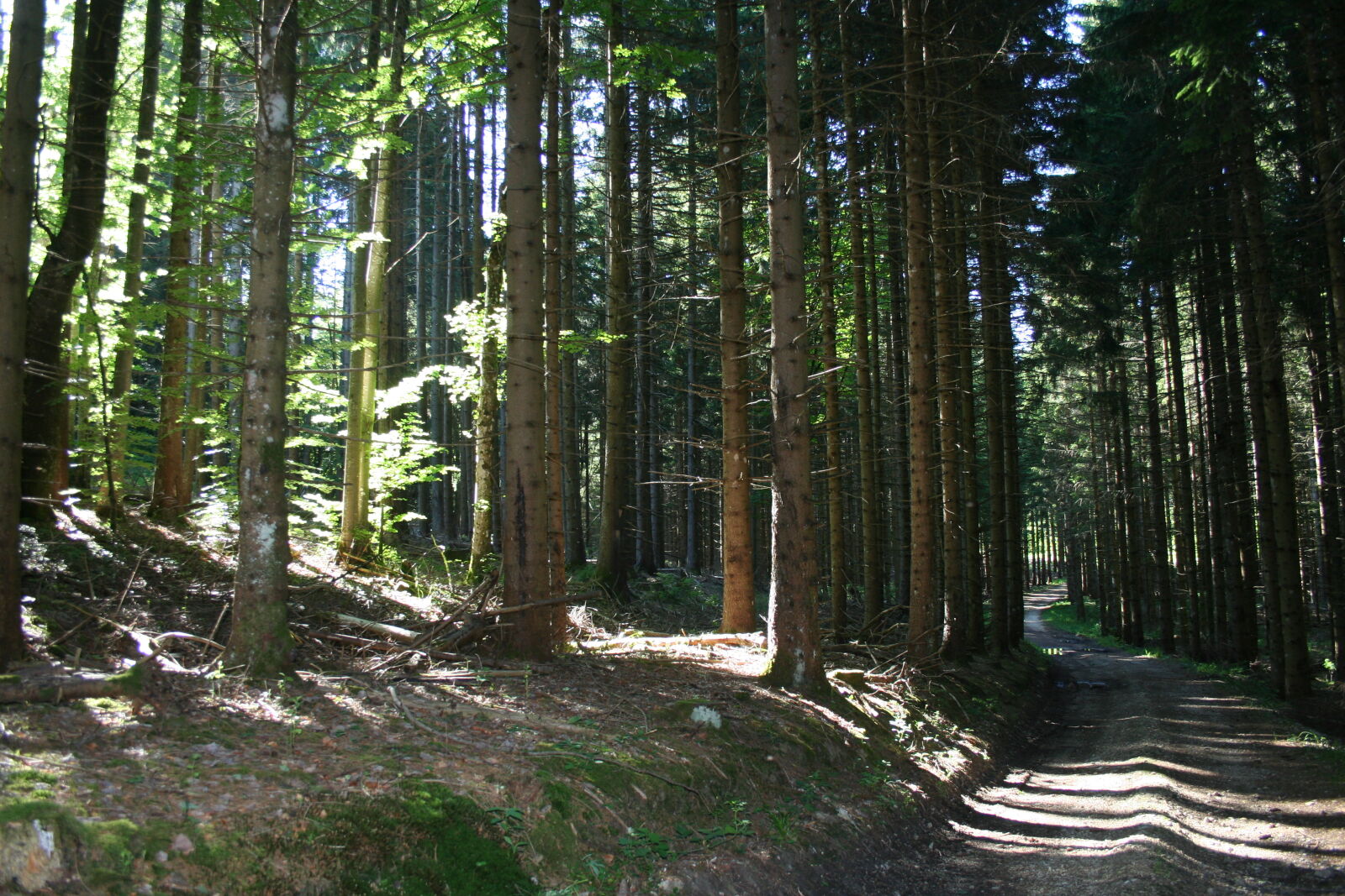 Canon EOS 350D (EOS Digital Rebel XT / EOS Kiss Digital N) sample photo. Forest photography