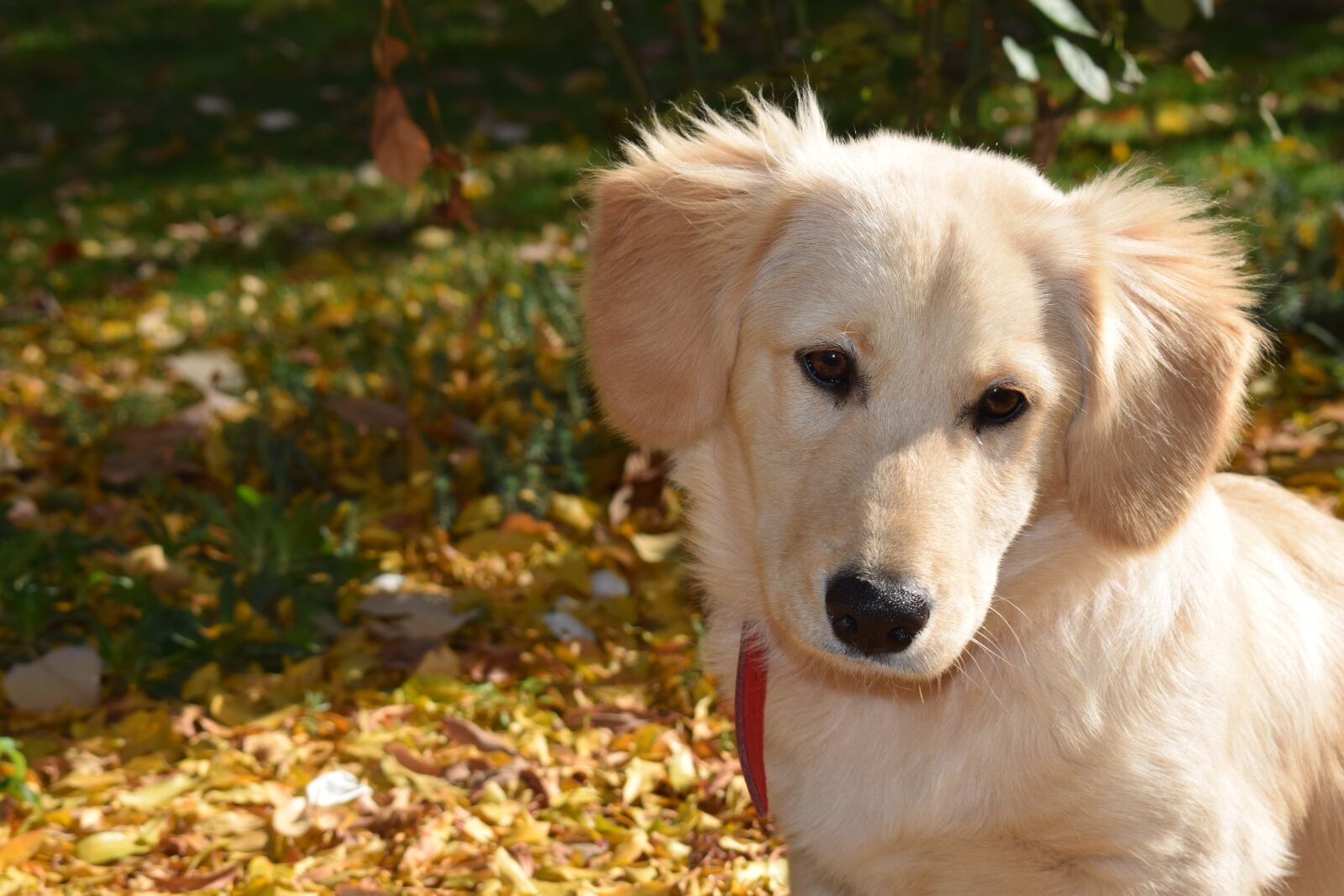 Nikon D3300 sample photo. Dog, puppy, animal photography