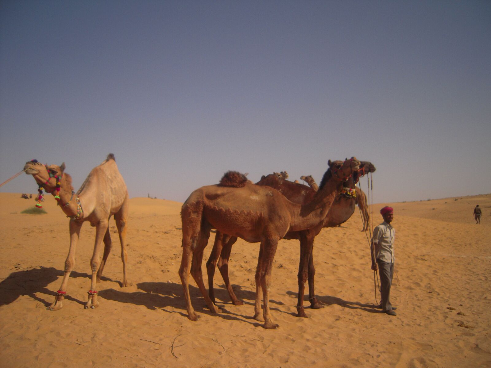 Nikon Coolpix S600 sample photo. Desert, sumer, camel photography