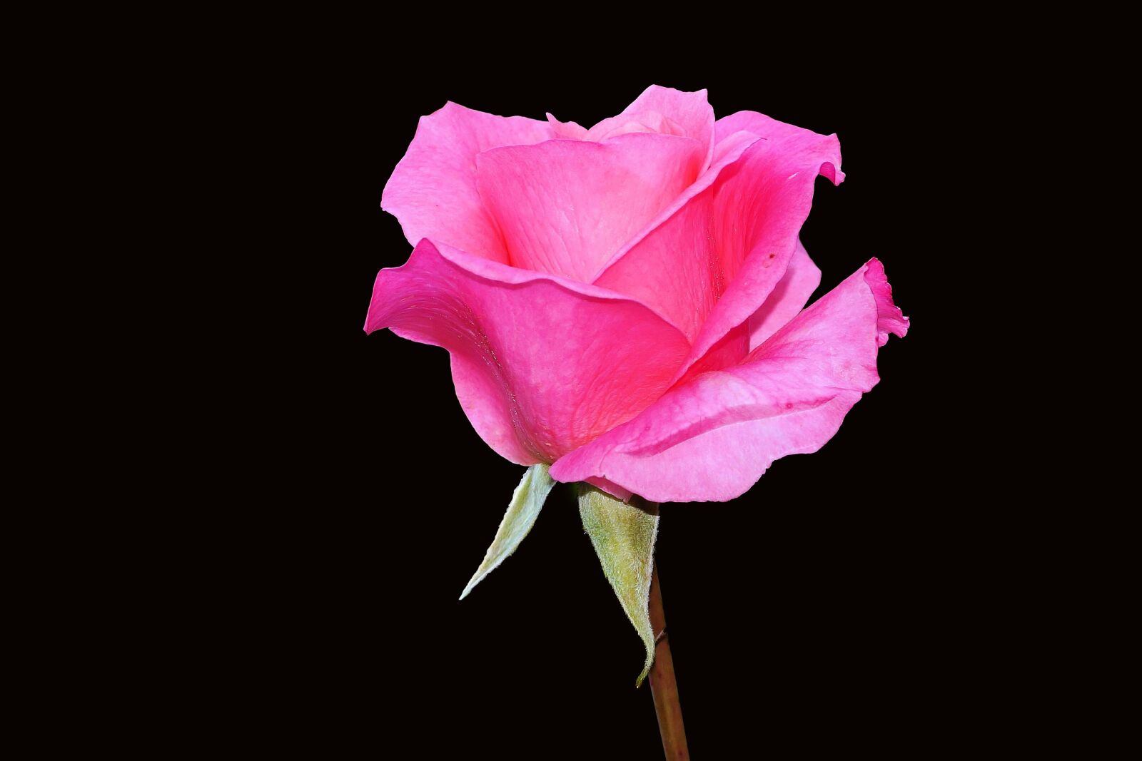 Sony SLT-A58 sample photo. Rose, flower, blossom photography