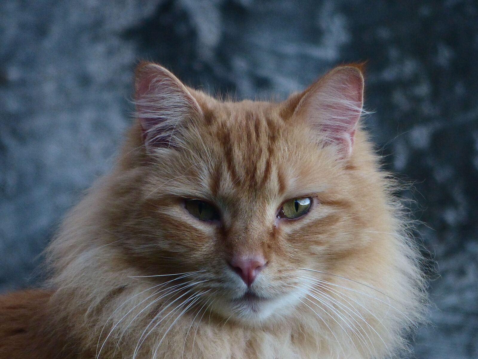 Panasonic Lumix DMC-FZ200 sample photo. Cat, tabby, cute photography