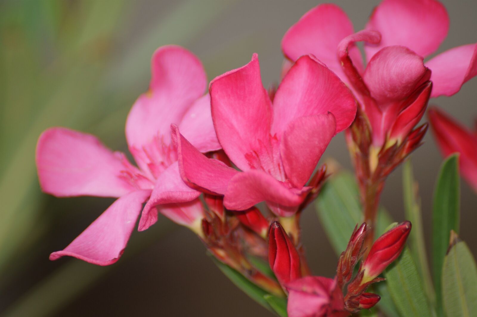 Sony SLT-A58 sample photo. Oleander photography