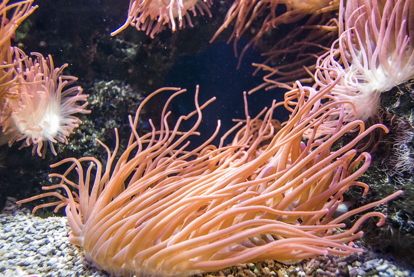 Nikon D40X sample photo. Salt water, coral, underwater photography