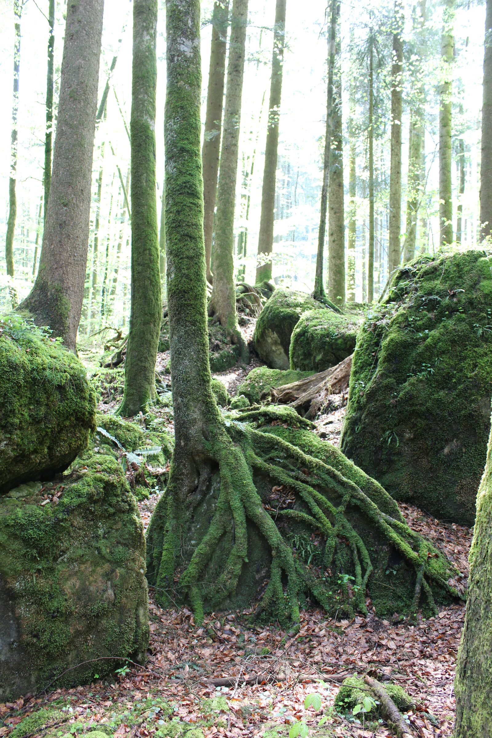 Canon EOS 1200D (EOS Rebel T5 / EOS Kiss X70 / EOS Hi) sample photo. Forest, green, nature photography