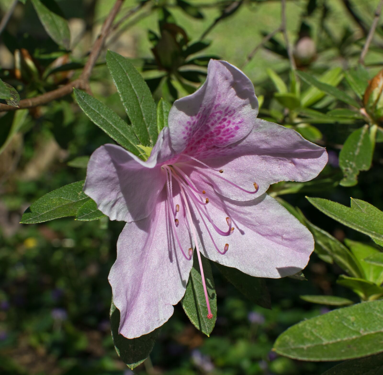 Nikon D3300 sample photo. Light pink azalea, azalea photography