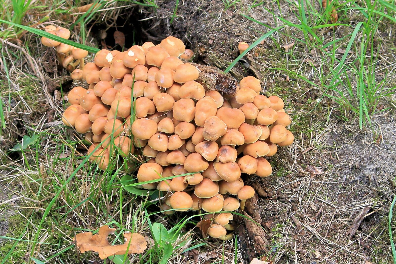 Canon EF-S 55-250mm F4-5.6 IS II sample photo. Mushrooms, forest, forest floor photography