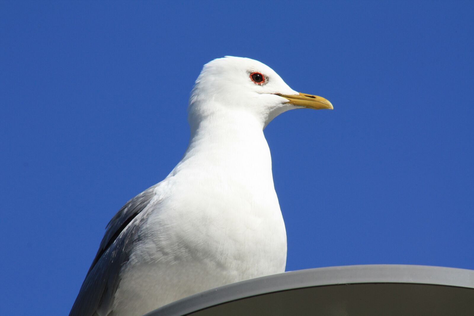 Canon EOS 450D (EOS Rebel XSi / EOS Kiss X2) sample photo. Seagull, bird, seabird photography