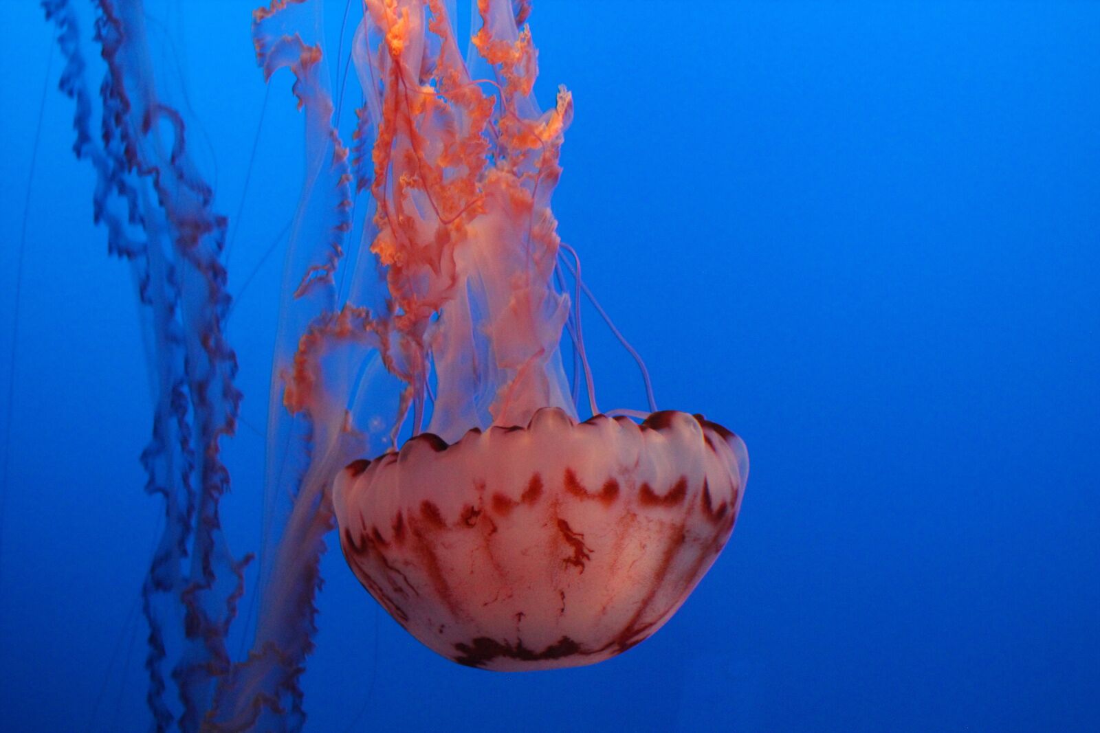 Canon EF 75-300mm f/4-5.6 USM sample photo. Monterey aquarium, monterey, california photography