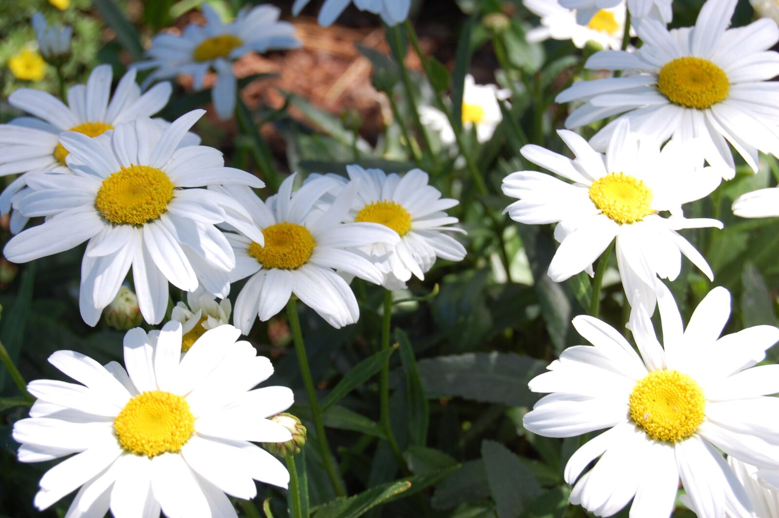 Nikon D40 sample photo. Daises, flowers, spring photography