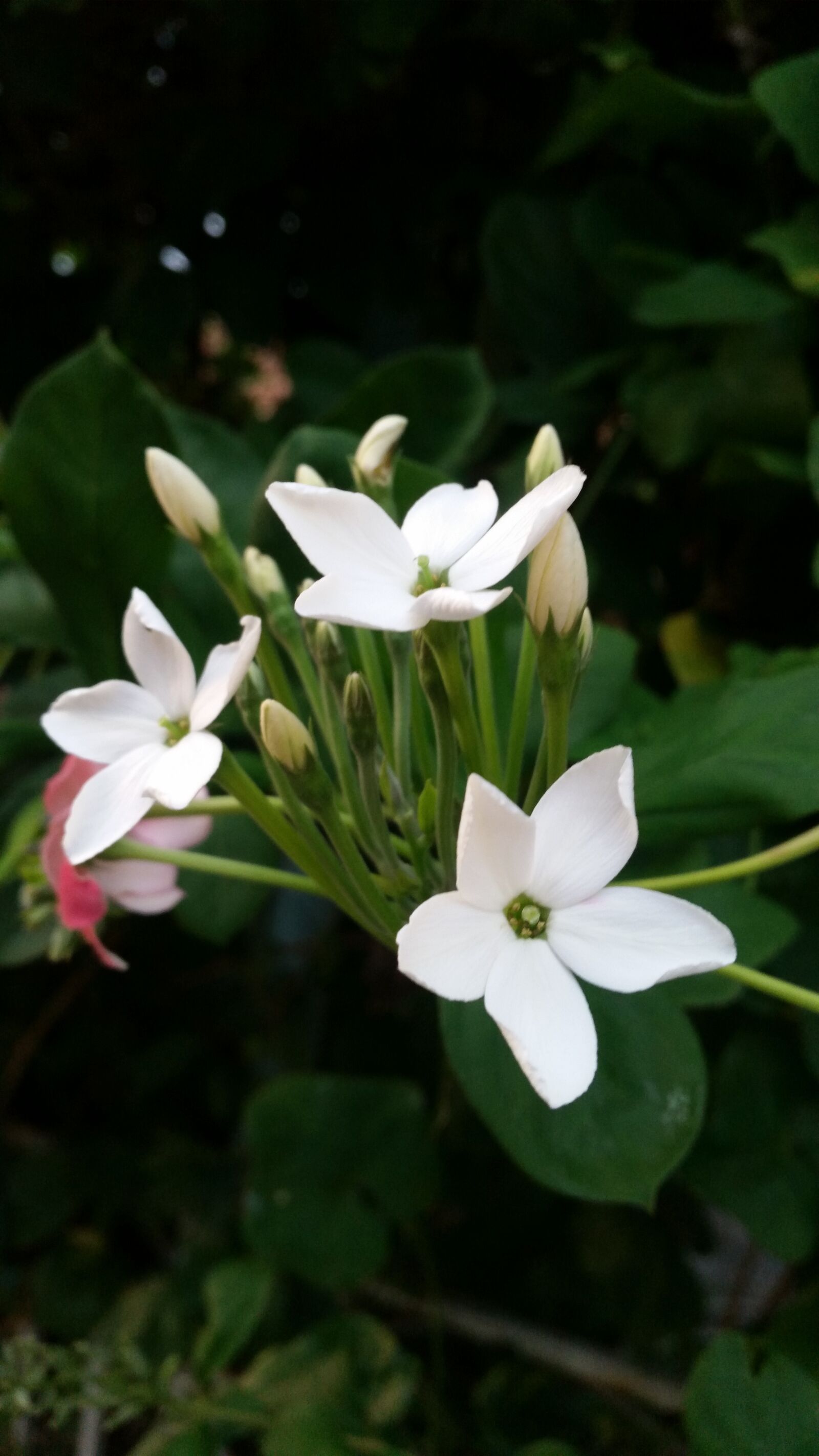Samsung Galaxy S5 sample photo. Flower, white flowers, ornamental photography