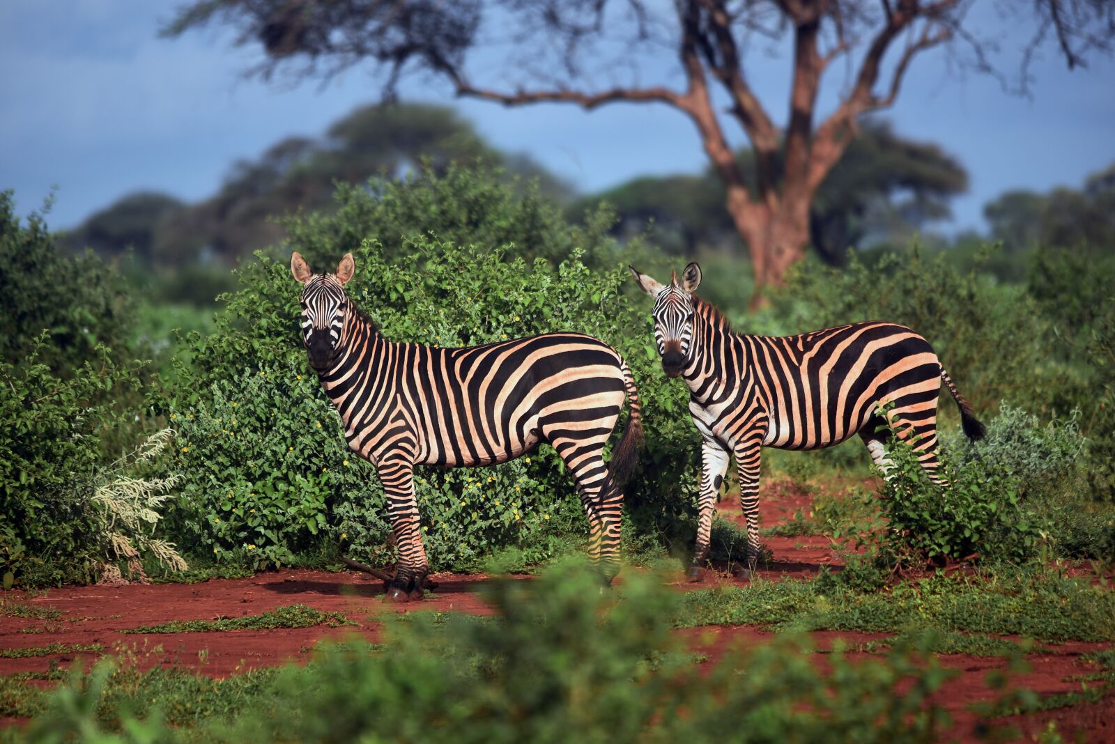 Nikon D750 sample photo. Zebra, tsavo west national photography