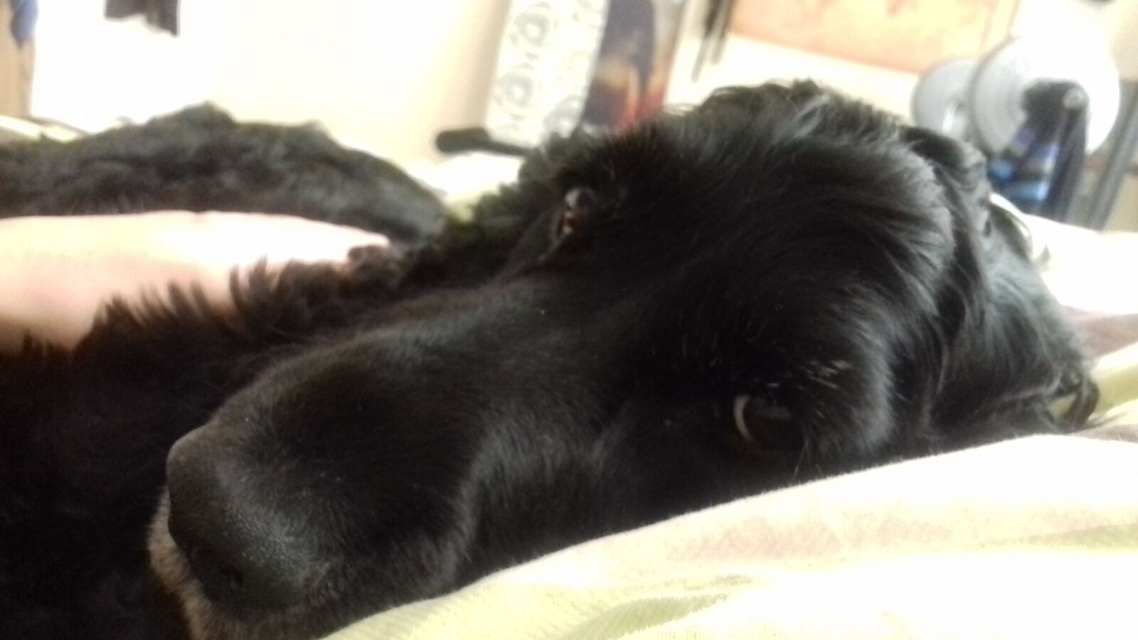 Samsung Galaxy J3(2016) sample photo. Sleep, dog, resting photography