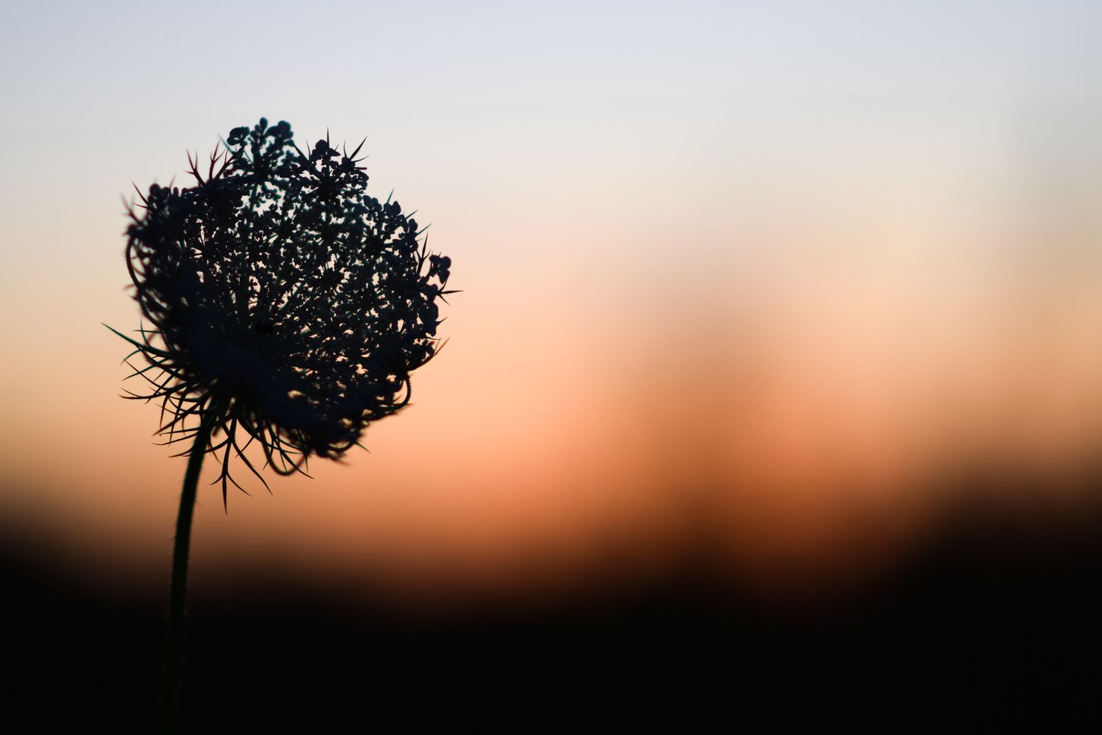 Nikon D3300 sample photo. Sunset, plants, minimalism photography