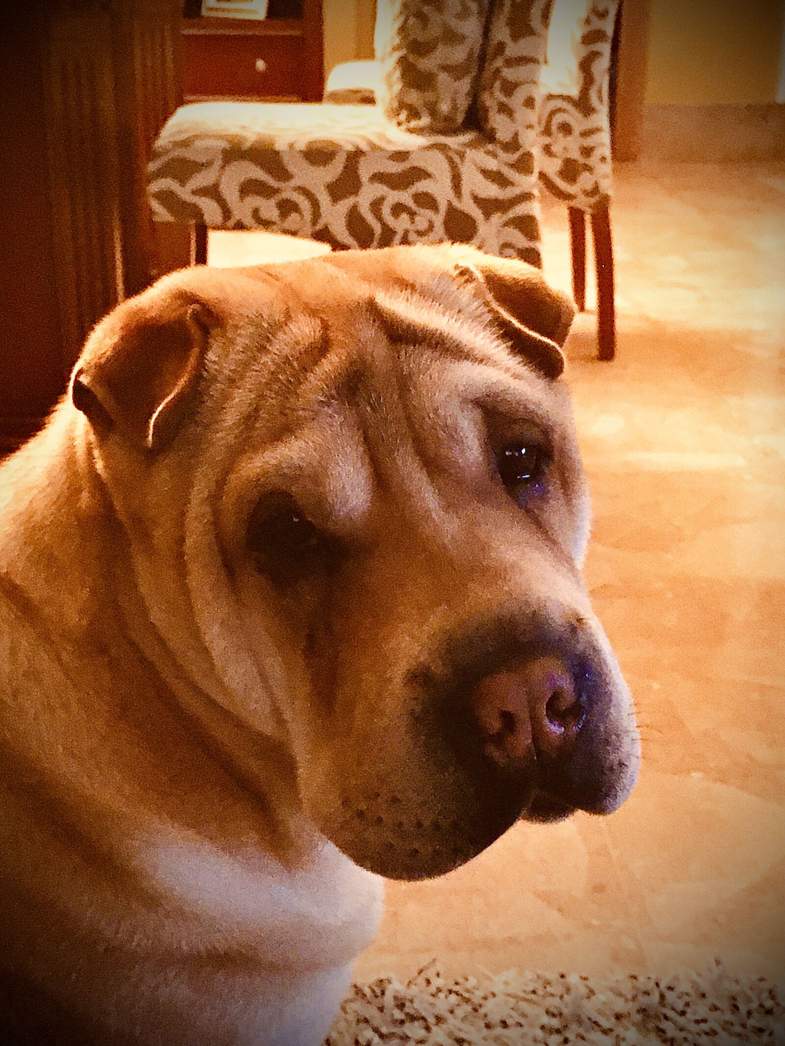 Apple iPhone 6s sample photo. Dog, sharpei, good looking photography