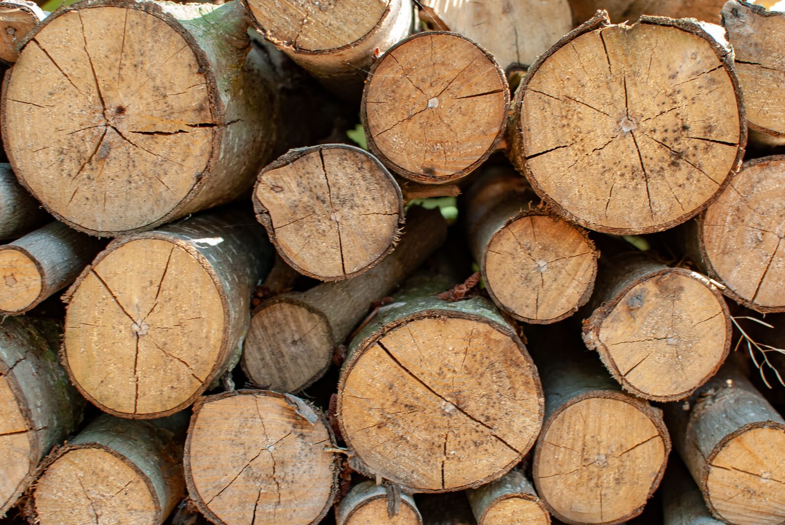 Nikon D80 sample photo. Heap, wood, log photography