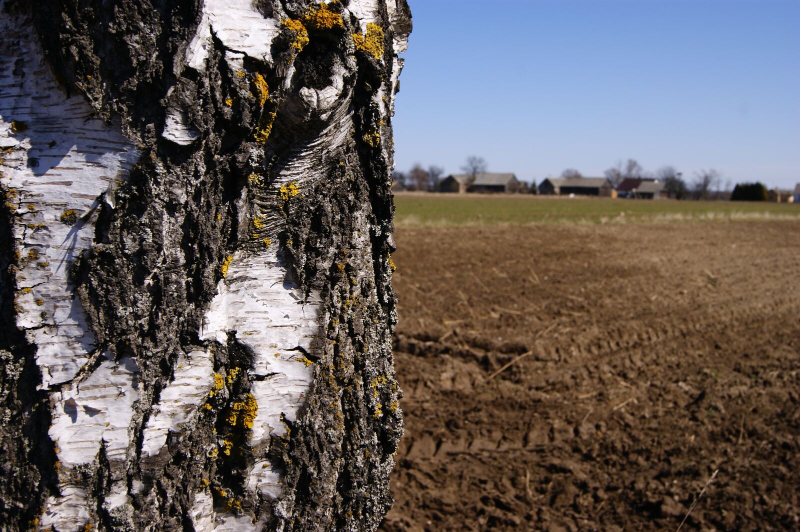 Sony Alpha DSLR-A390 sample photo. Macro, tree, the bark photography