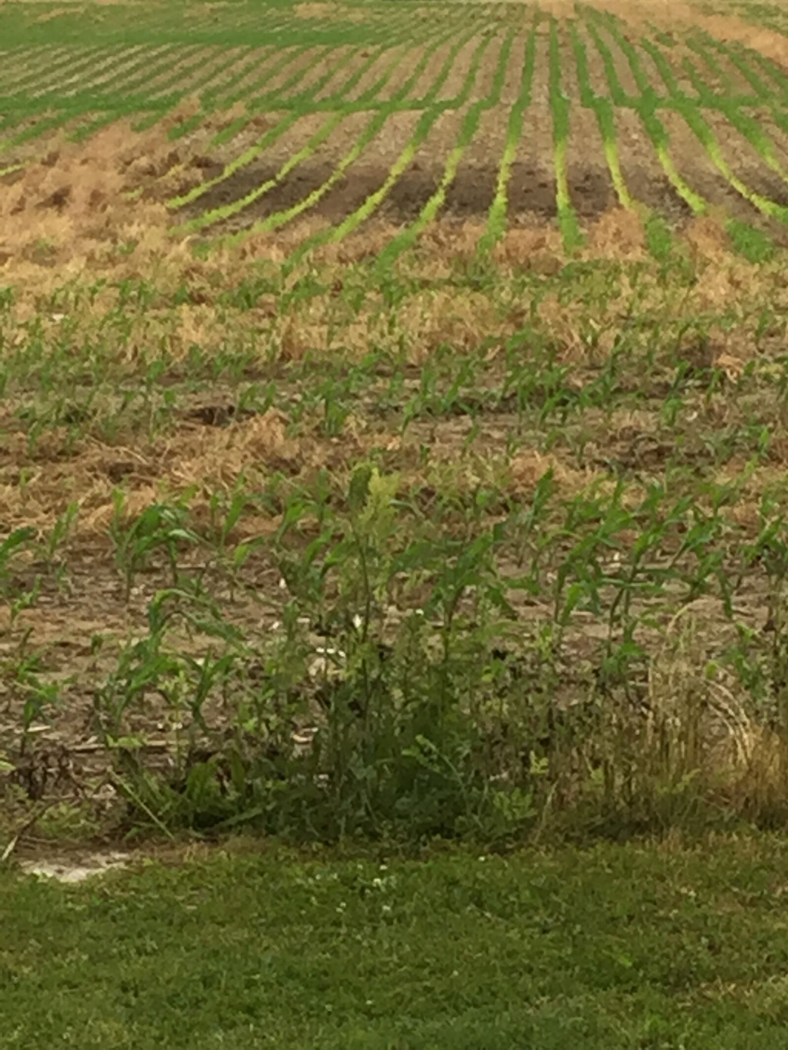 iPhone 6 back camera 4.15mm f/2.2 sample photo. Grass, corn, field photography