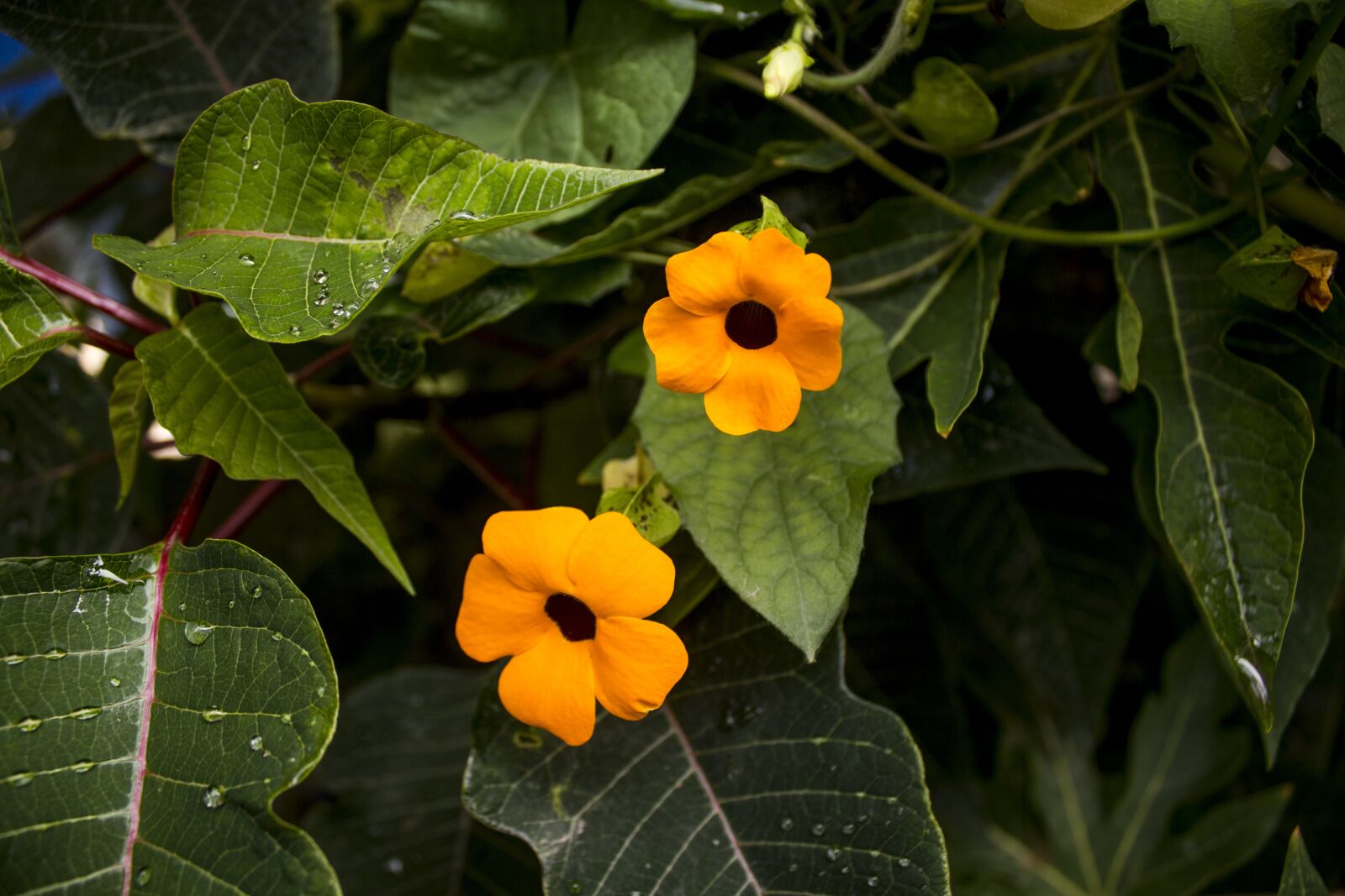 Canon EF-S 18-55mm F3.5-5.6 IS sample photo. Flowers, orange, garden photography