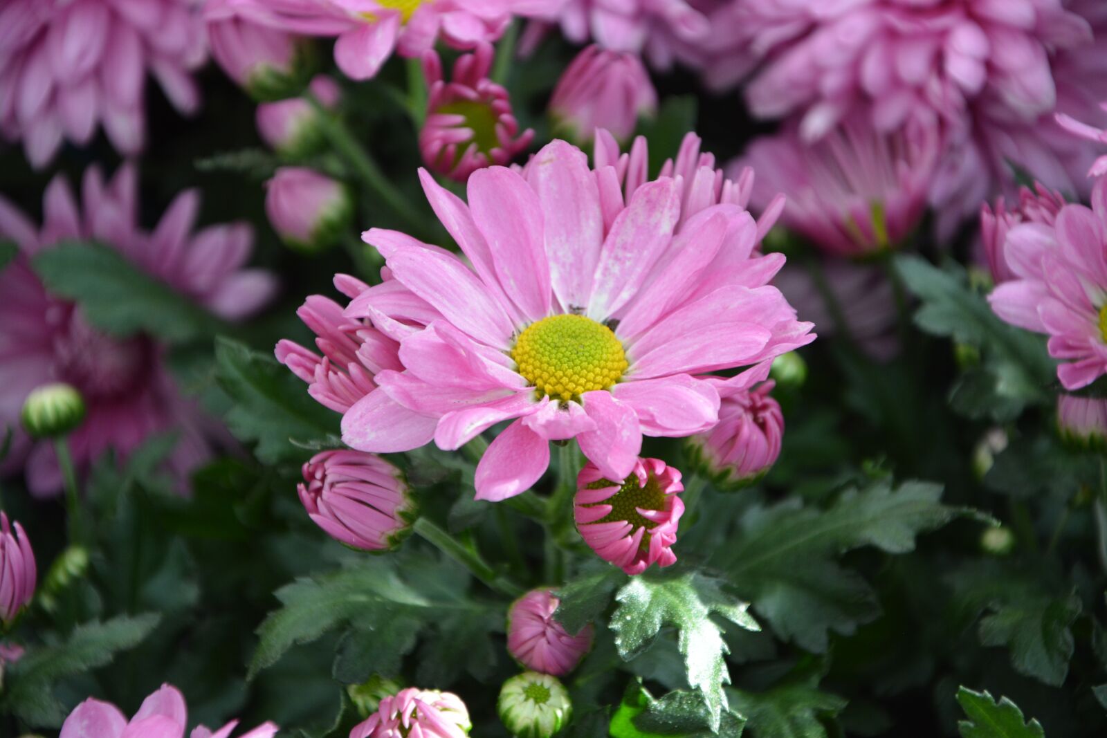 Nikon D5200 sample photo. Flower, buds flowers, pink photography