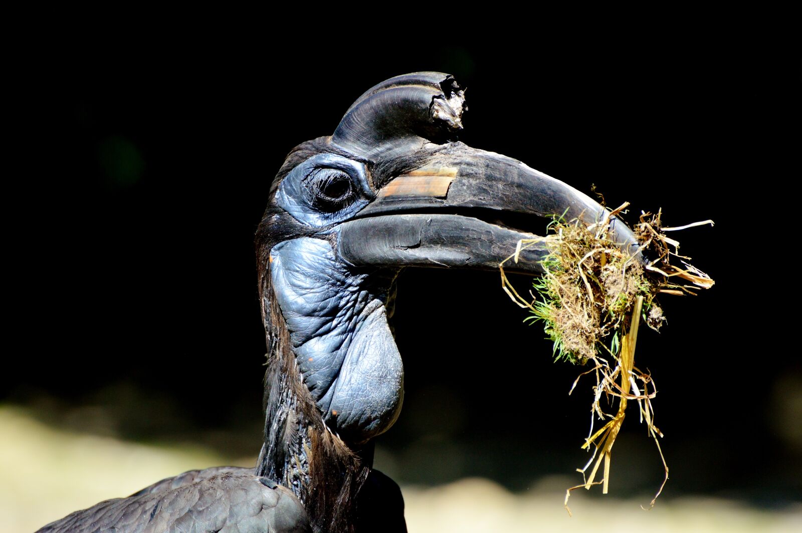Nikon D3200 sample photo. Ground-hornbill, raven, hornbill photography