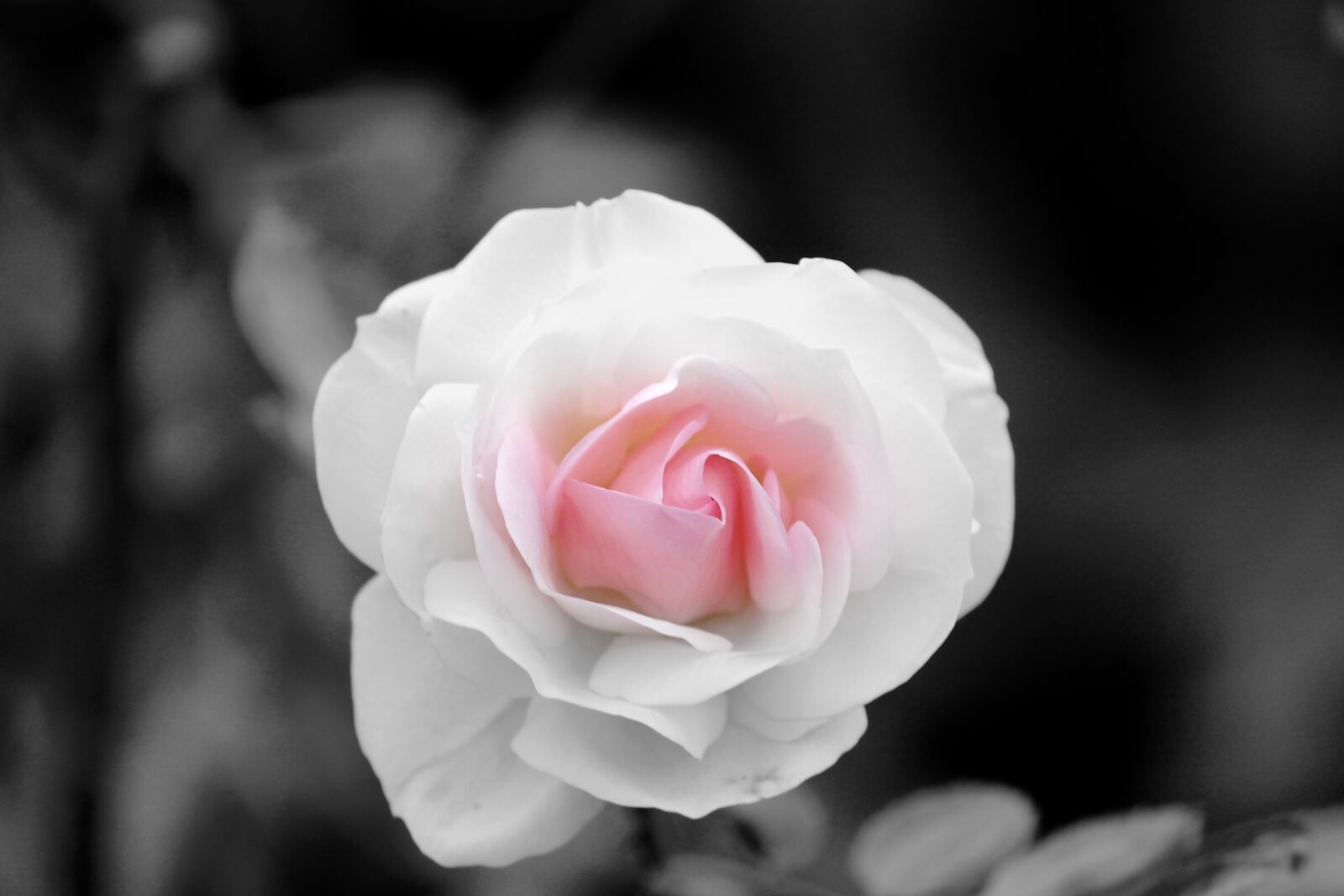 Canon EOS 1100D (EOS Rebel T3 / EOS Kiss X50) sample photo. Rose, pink, white photography