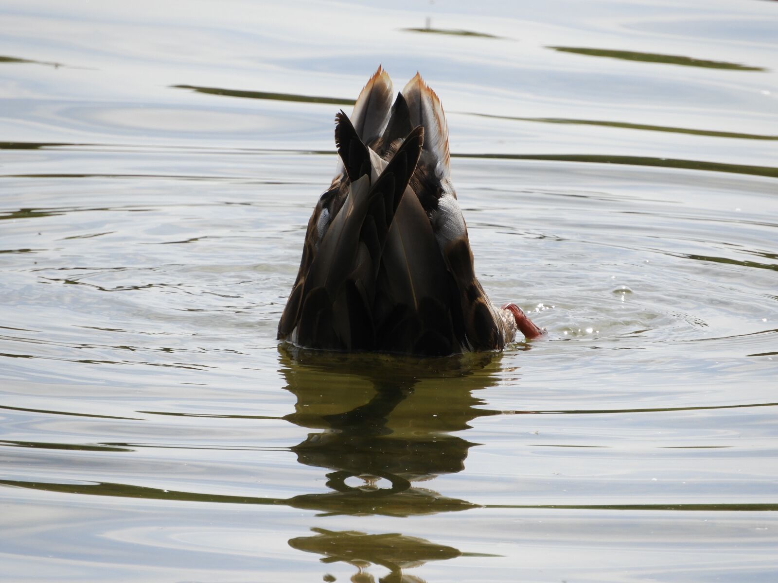 Nikon Coolpix B700 sample photo. Water bird, diving, water photography