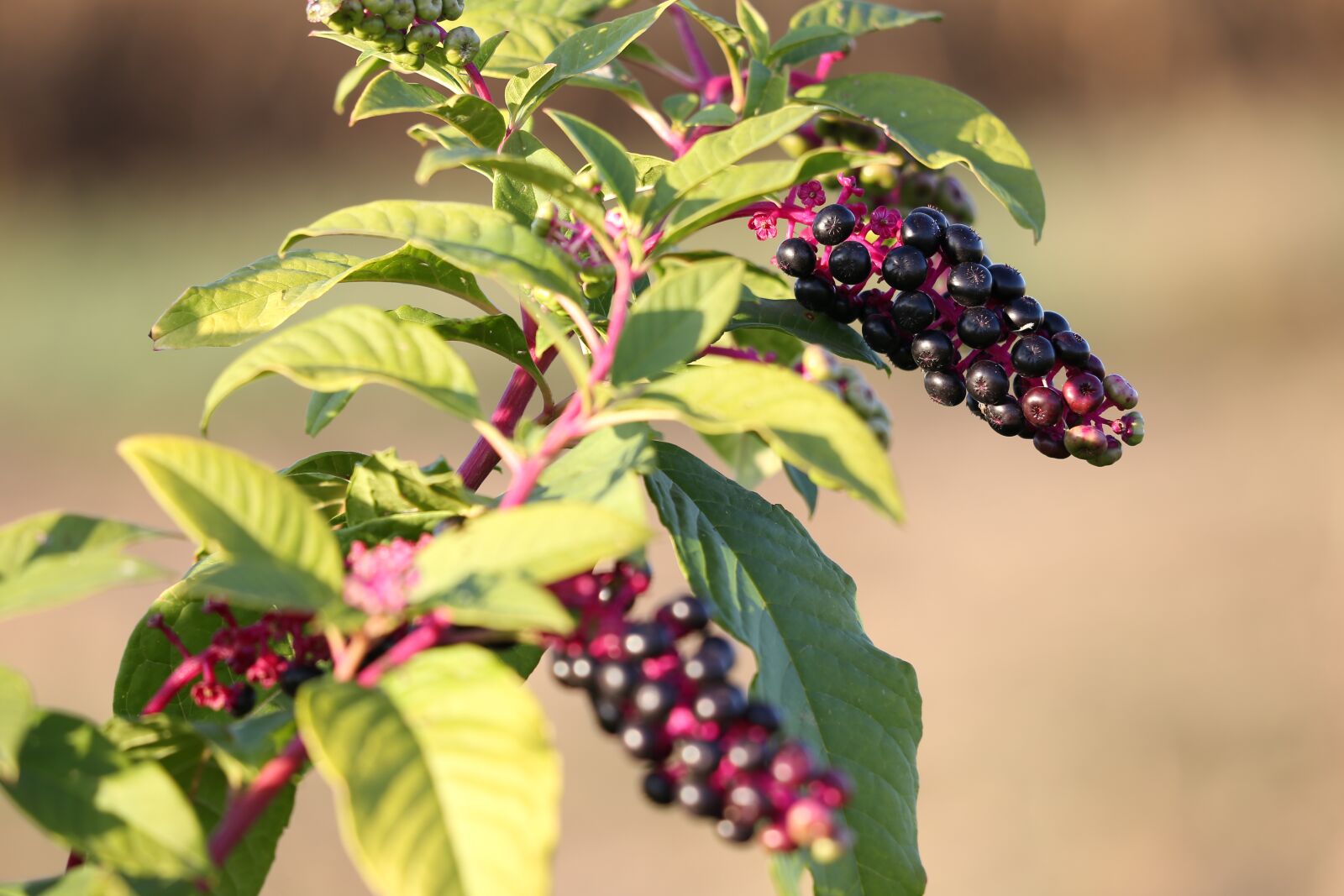 Canon EOS 6D + Canon EF 70-300 F4-5.6 IS II USM sample photo. Pokeweed, phytolacca americana, plant photography