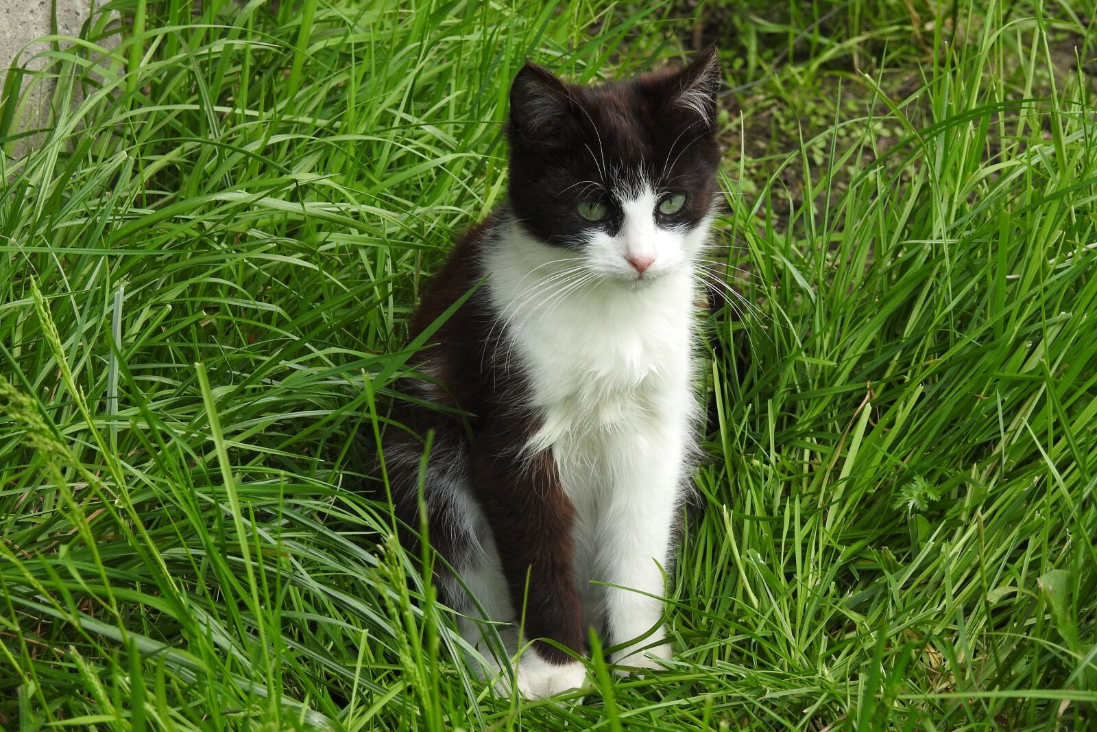 Nikon Coolpix P900 sample photo. Lawn, animals, charming photography
