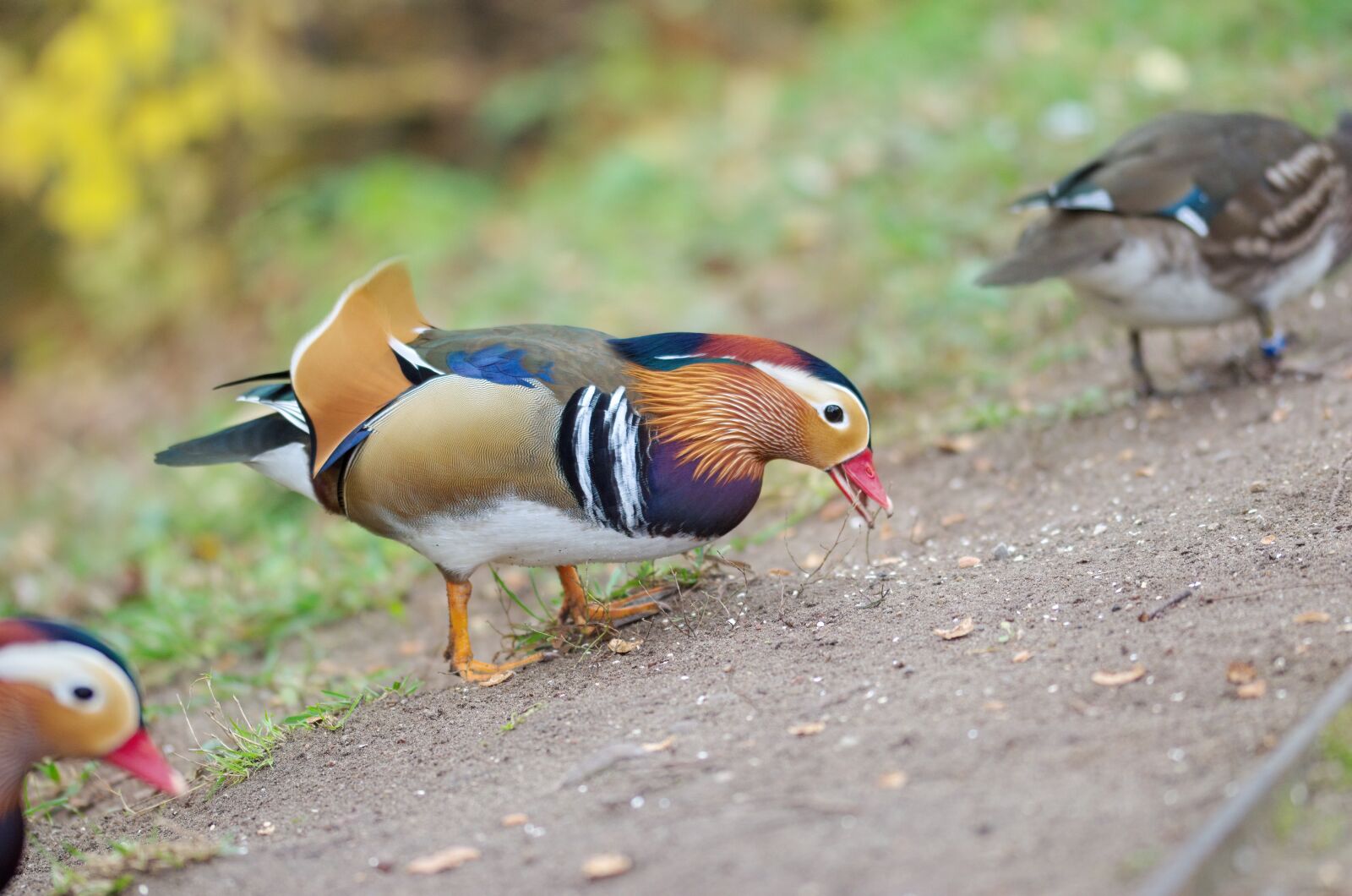 Nikon D5100 sample photo. The duck, mandarin, birds photography