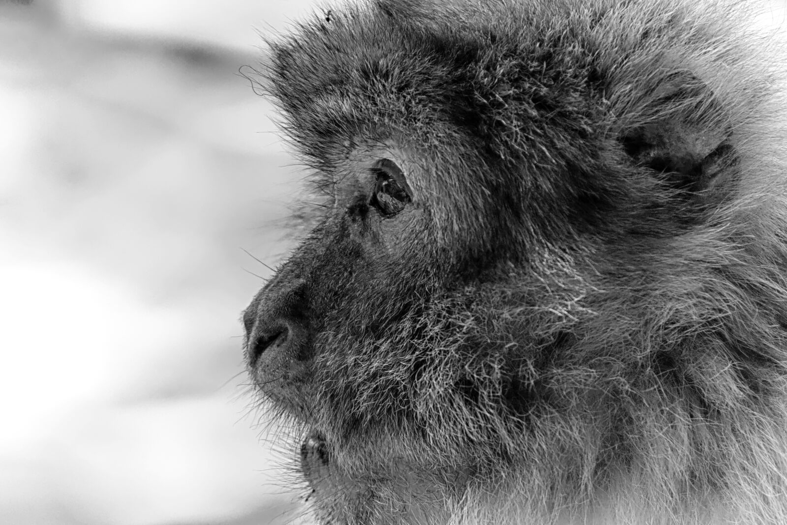 Nikon D7200 sample photo. Barbary ape, endangered species photography
