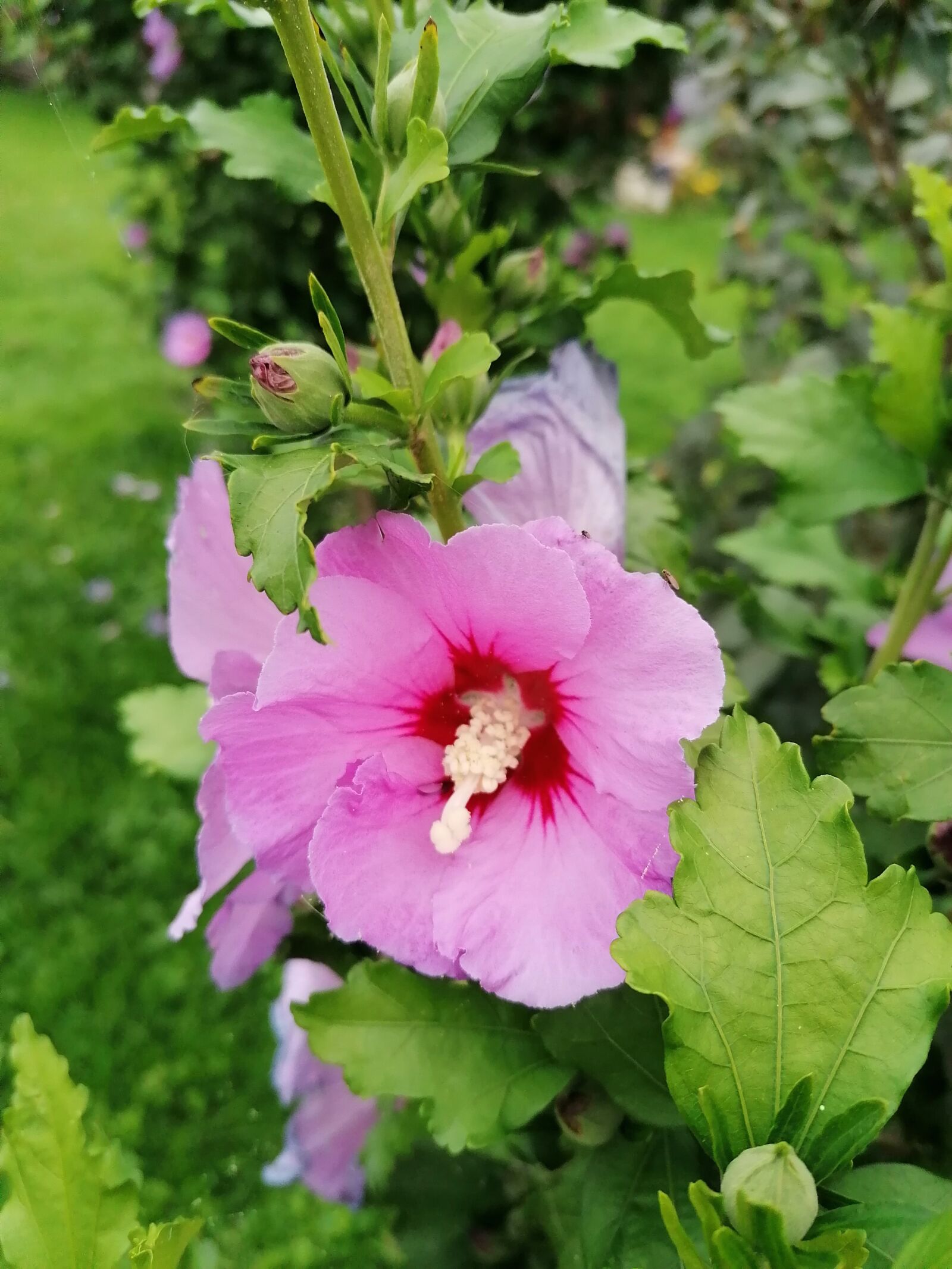 HUAWEI MAR-LX1A sample photo